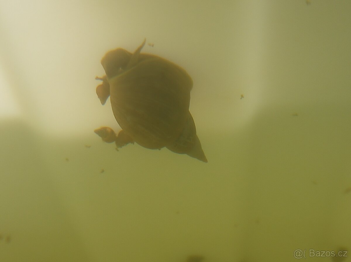 Jezírkoví plži / Akvarijní plži - 3