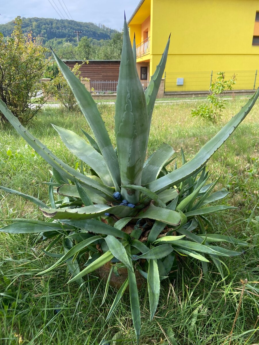 Agáve - 3