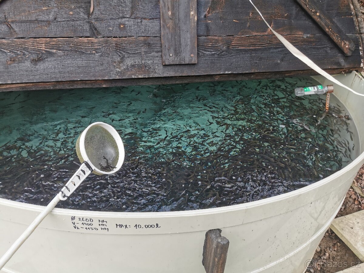 Pstruh duhový násada - 3