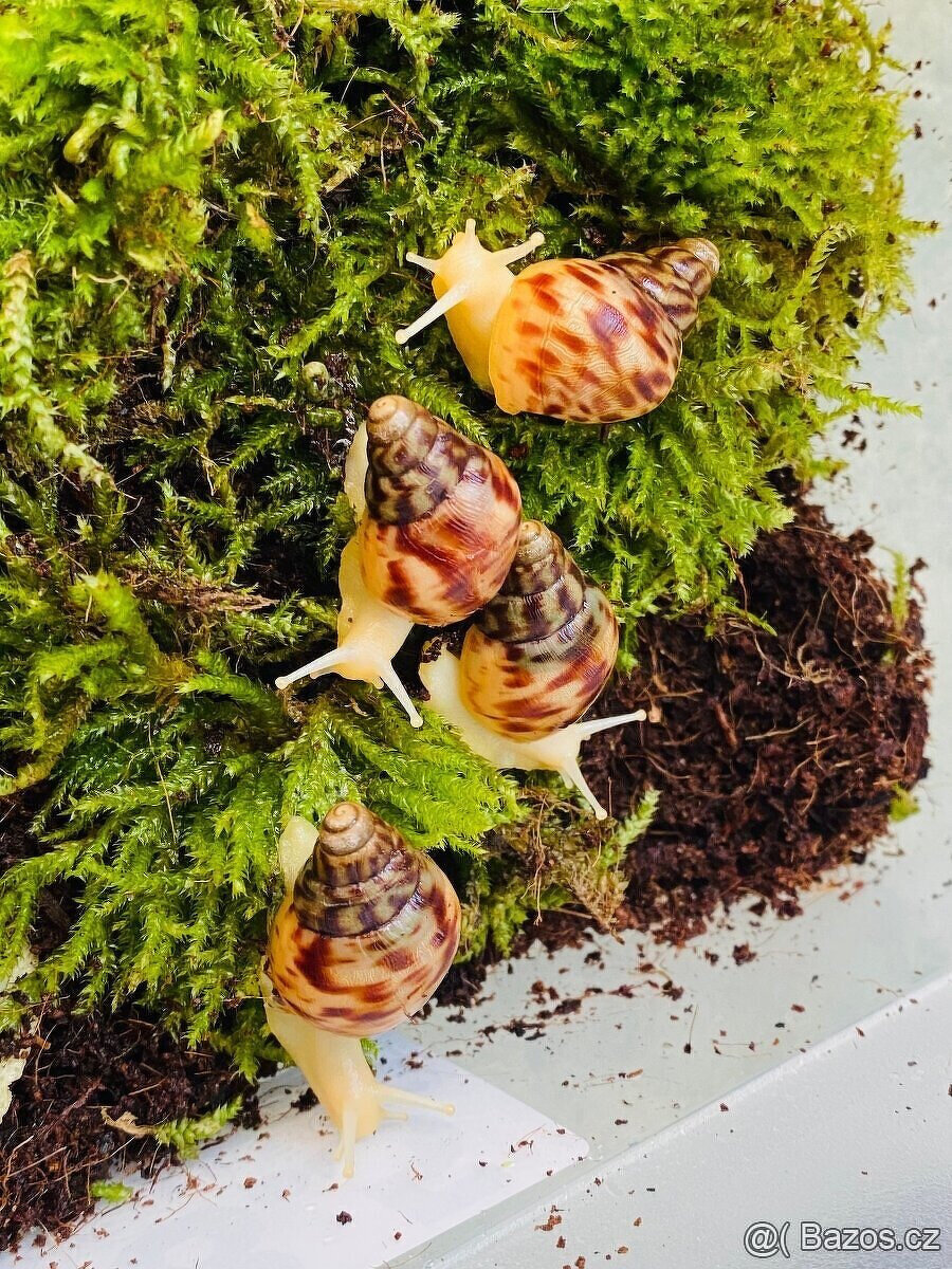 Africký šnek lissachatina reticulata albino body - 3