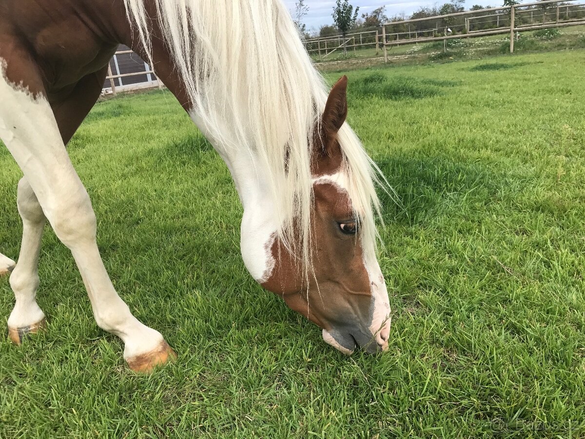 Predám 10 ročného žrebca Paint Horse - 3