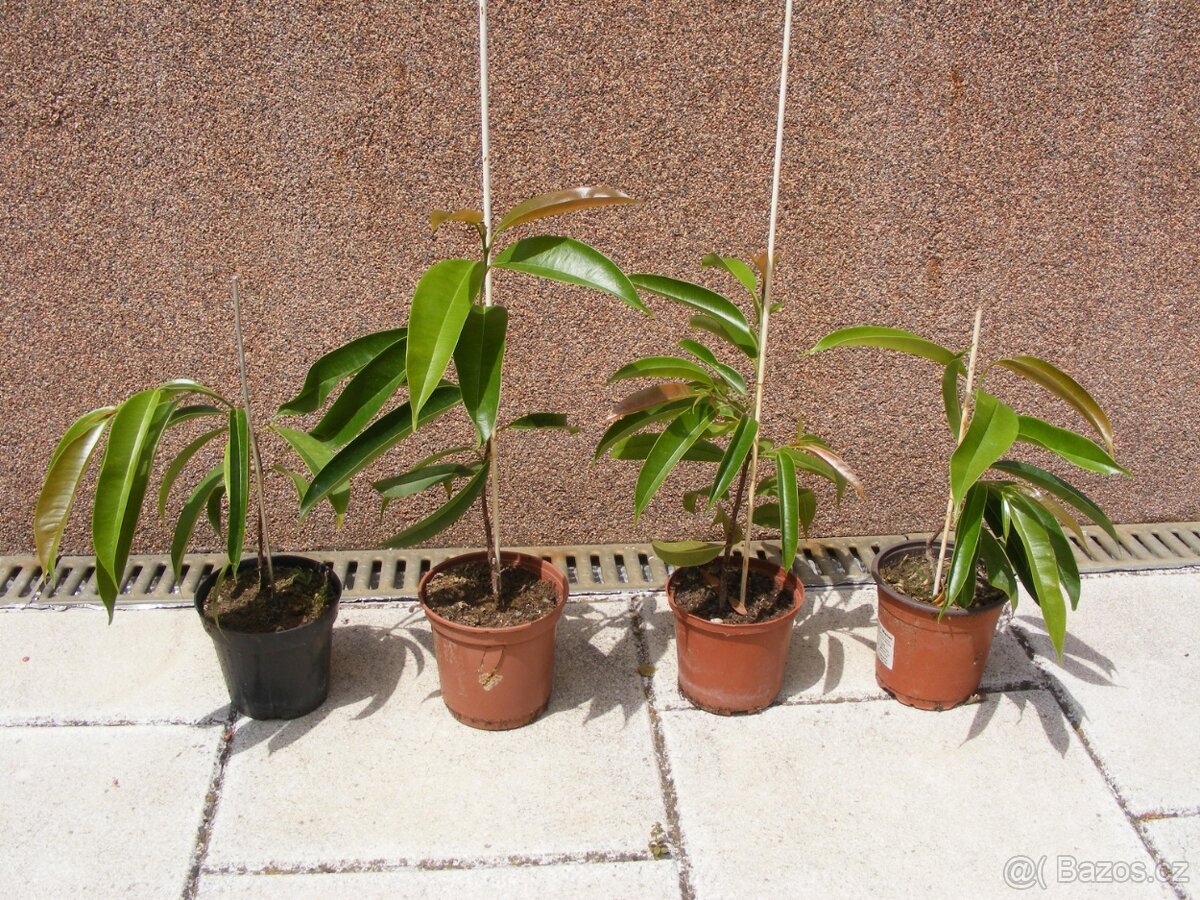 Pokojová rostlina Fikus - 3