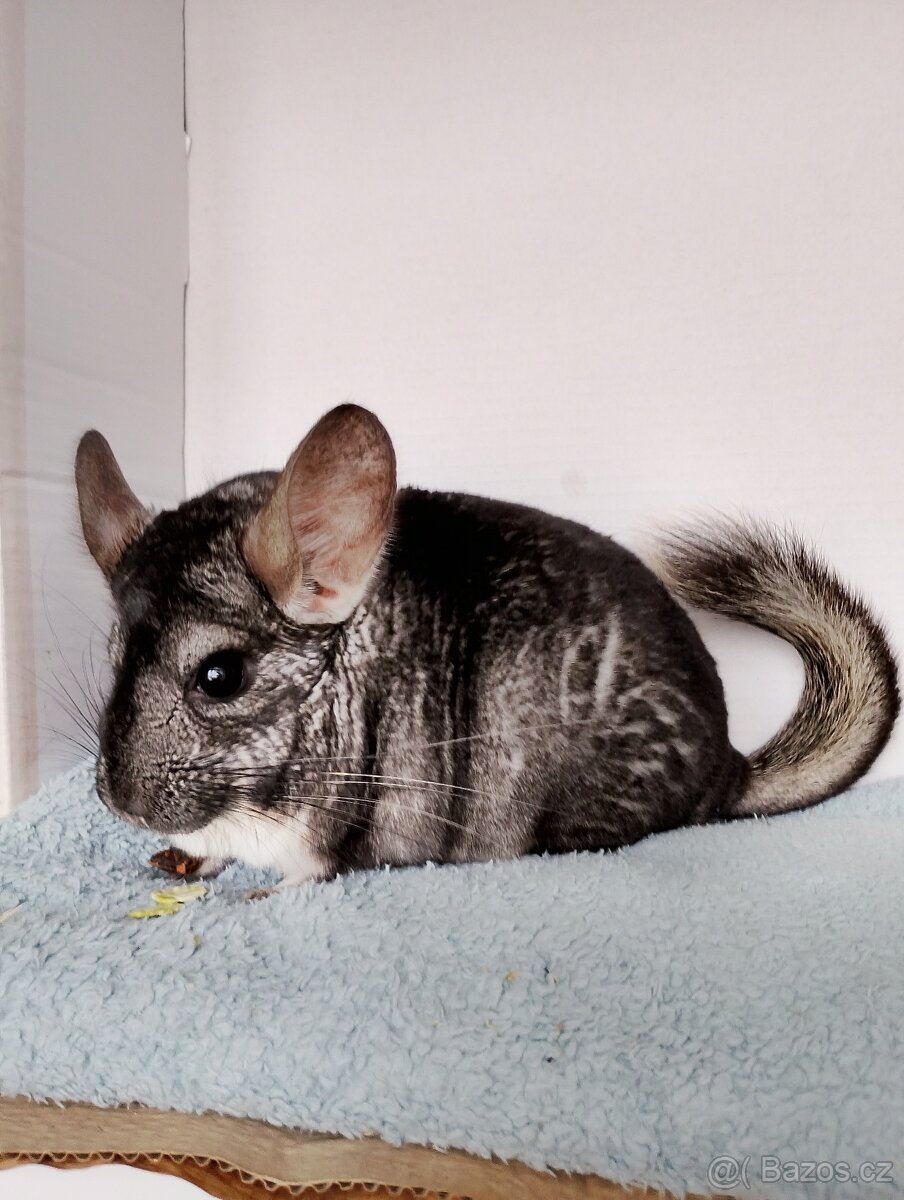 Činčila sameček - 3