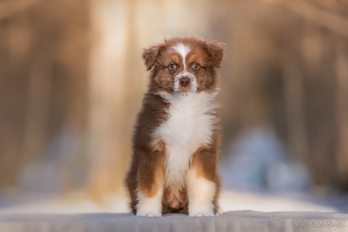 Prodej štěněte Australského ovčáka - 3