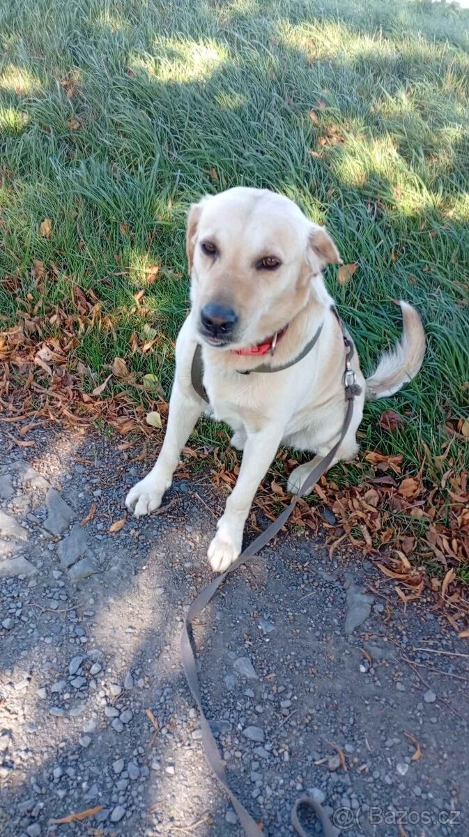 Labrador ke krytí - 3