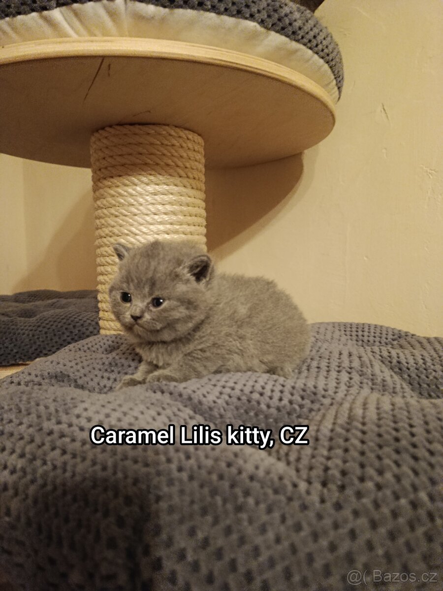 Britská modrá s PP - 3