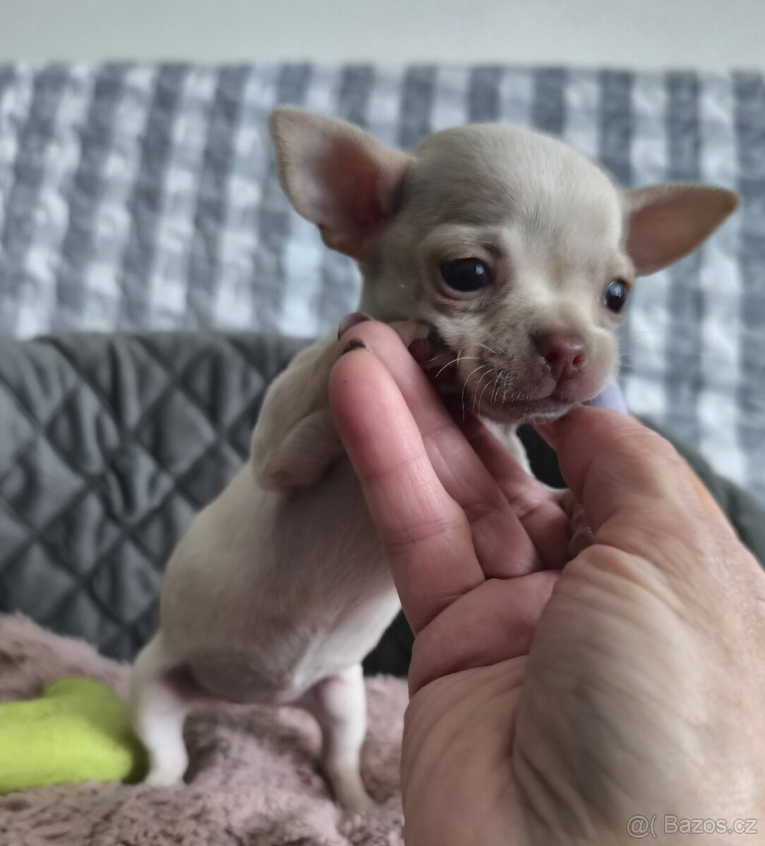 Čivava - štěňátka - 3