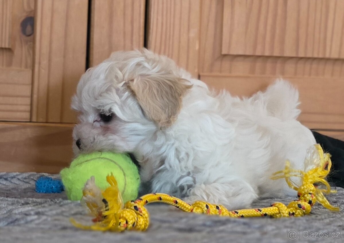 Maltipoo - 3
