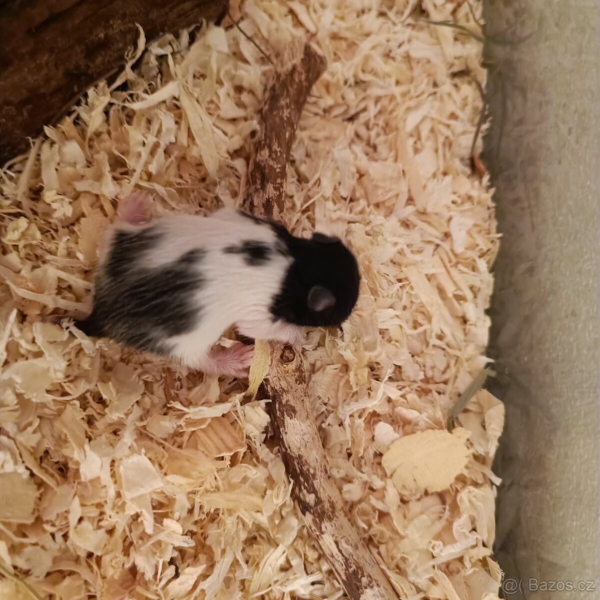 Křeček syrský - 3