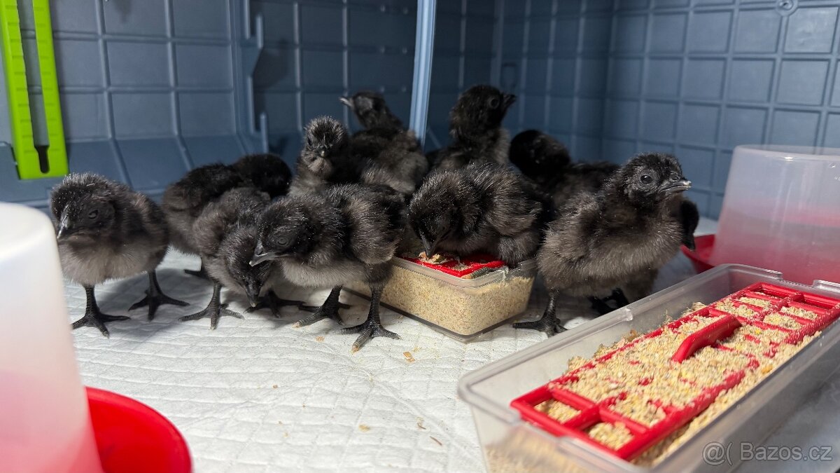 Ayam cemani - násadová vejce - 3