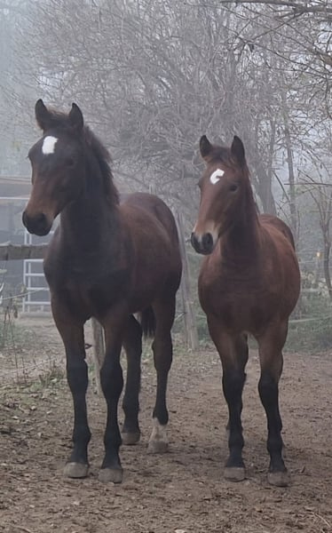 Hřebec original Knabstrupper - 3