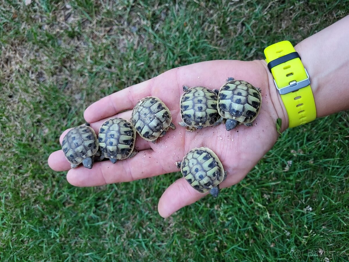 Želva Zelenavá - 3