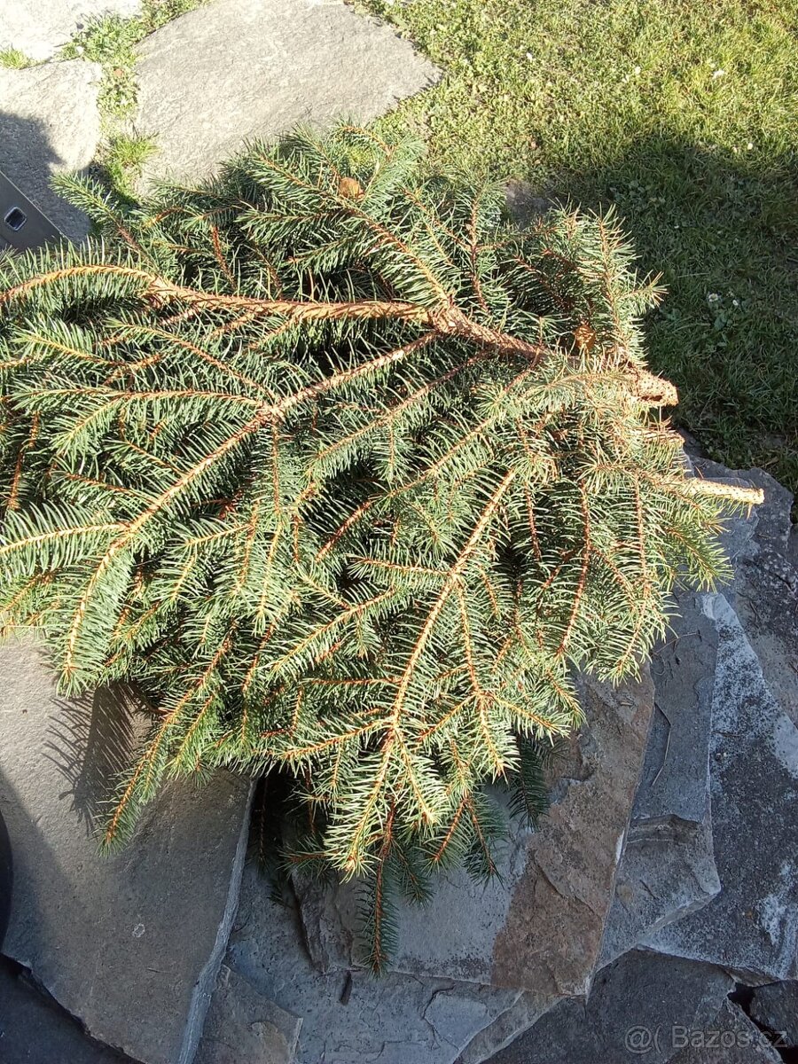 Chvojí,větve,pichlavý smrk na vánoční věnce - 3