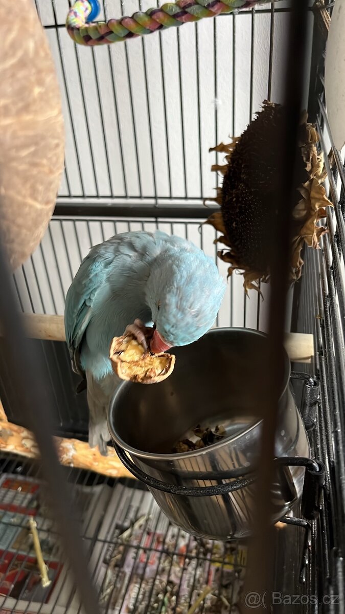 Alexandr malý - samička 5 měsíců - 3