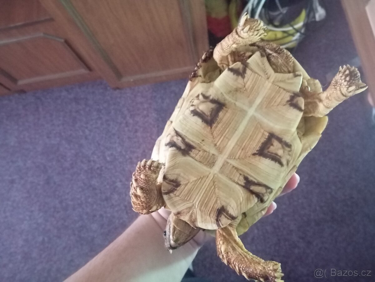 Želva pardálí - 3