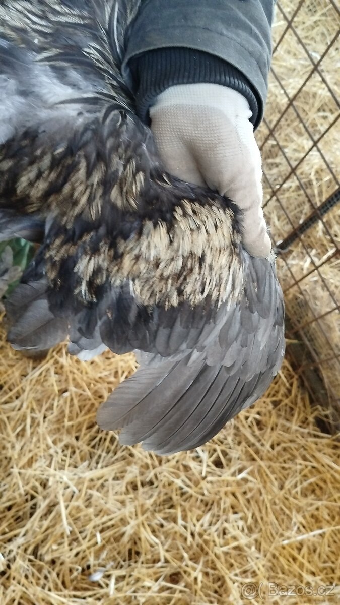 Kohout - Brahmanka velká (nestandardní zbarvení) - 3