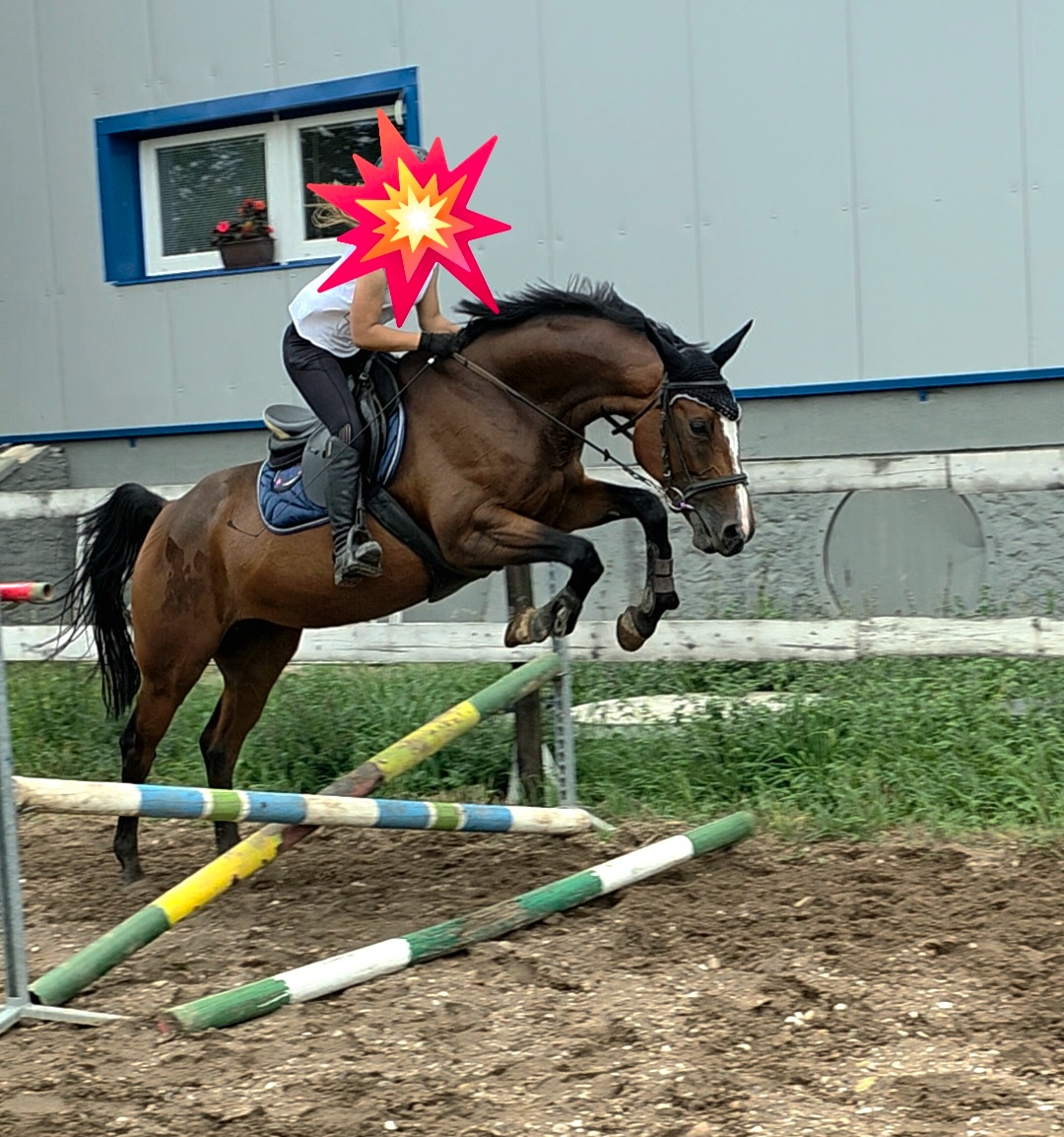 Trakénská klisna do sportu - 3