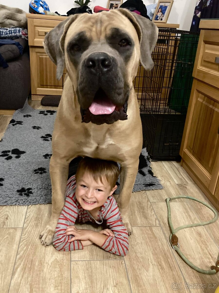 Štěňátka Cane Corso - 3