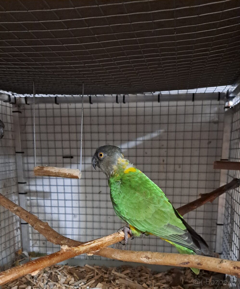 Papoušek Senegalský pár - 3