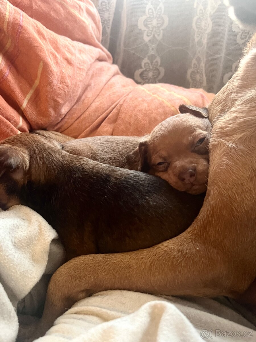 Trpasličí pinč - 3