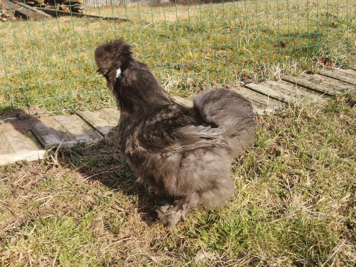 Kohout Hedvábnička - 3