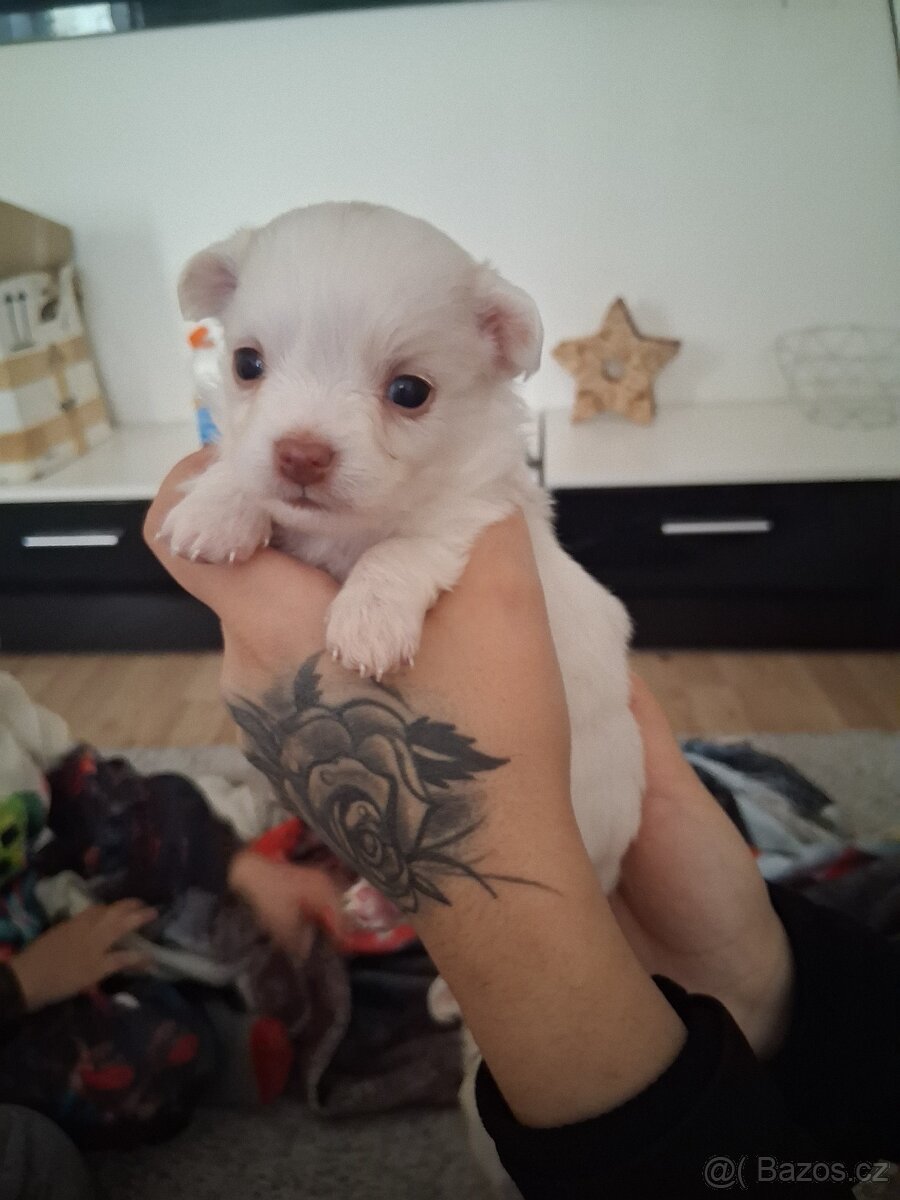 Prodám Mini Čivavu - 3