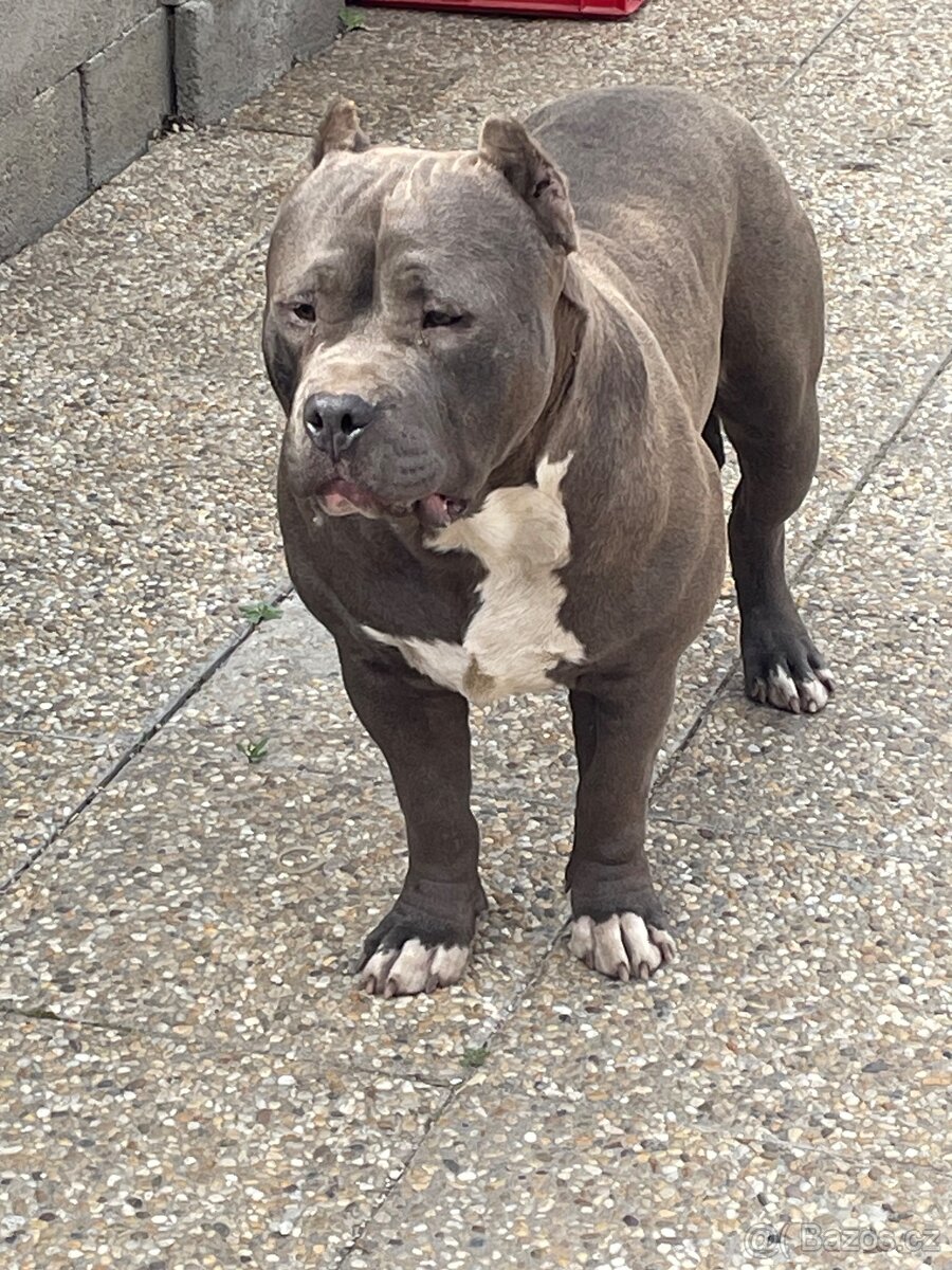 American Bully - 3