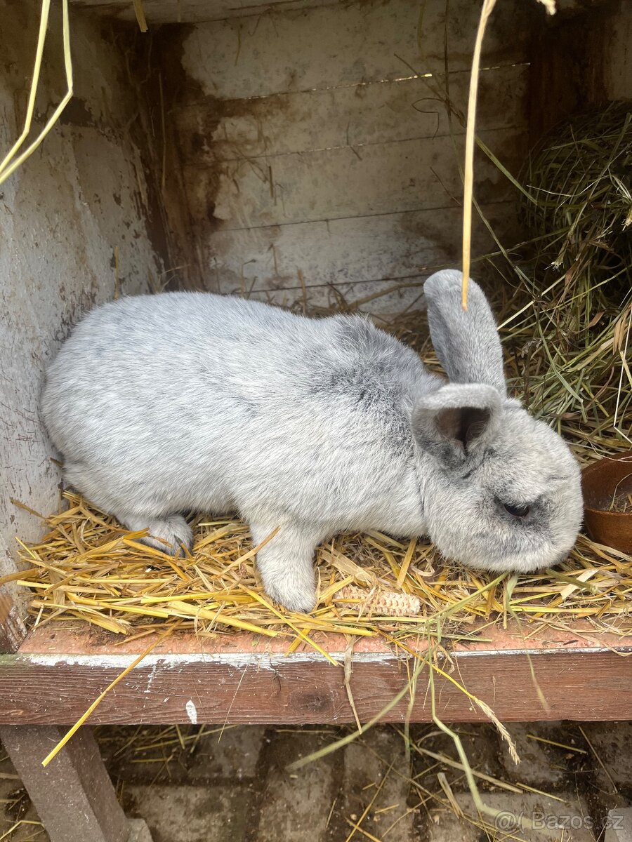 Králík VSS - 3