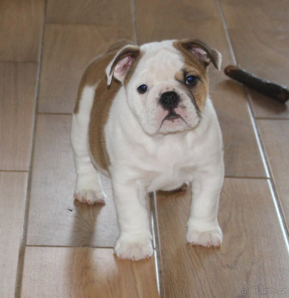 Anglický buldok s PP - 3