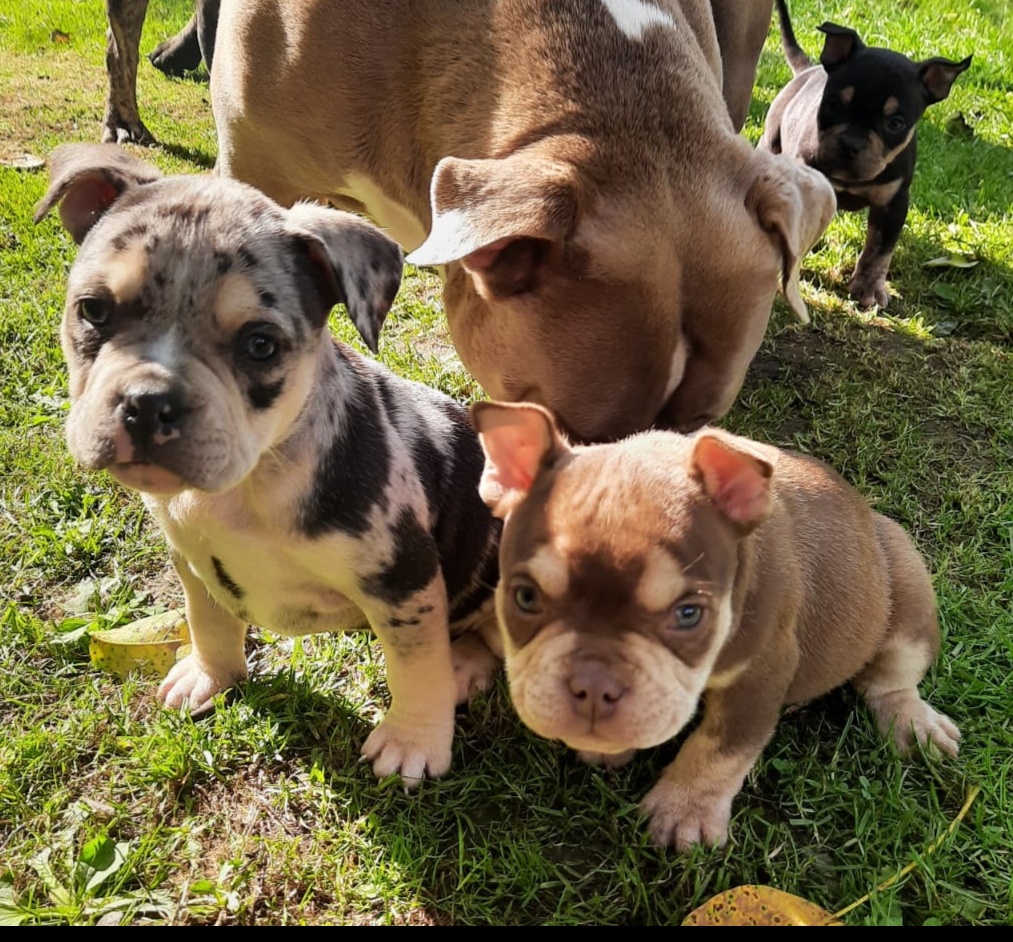 American bully pocket - 3