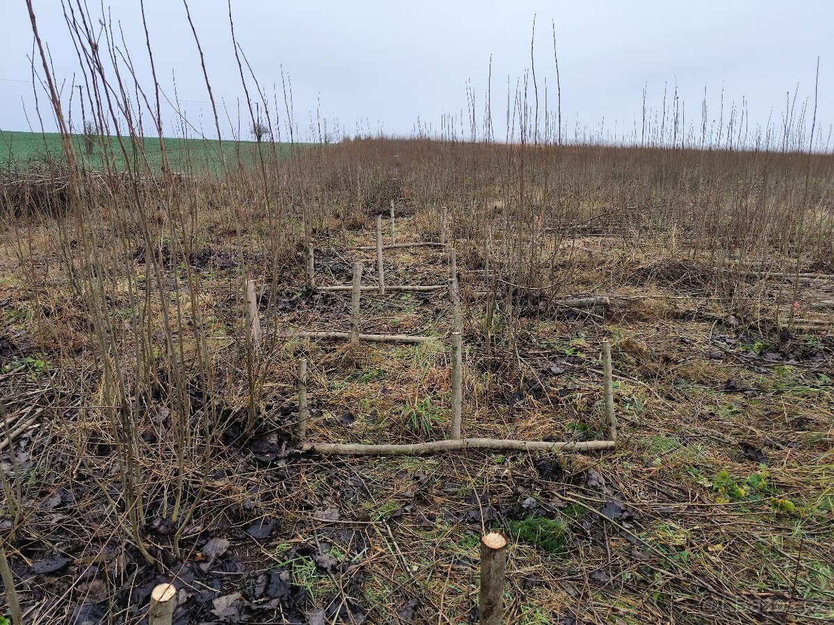 Brigáda - sklizeň japonského topolu - 3