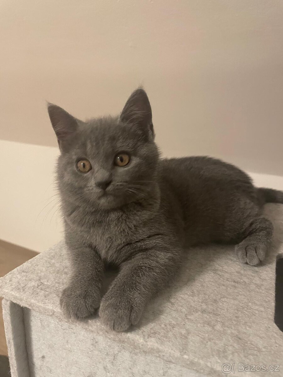 Kartouzská koťáta - 3