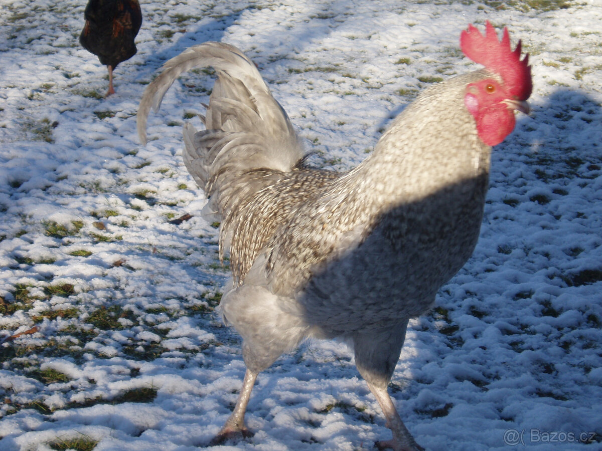 Prodám krásného kohouta do chovu - 3