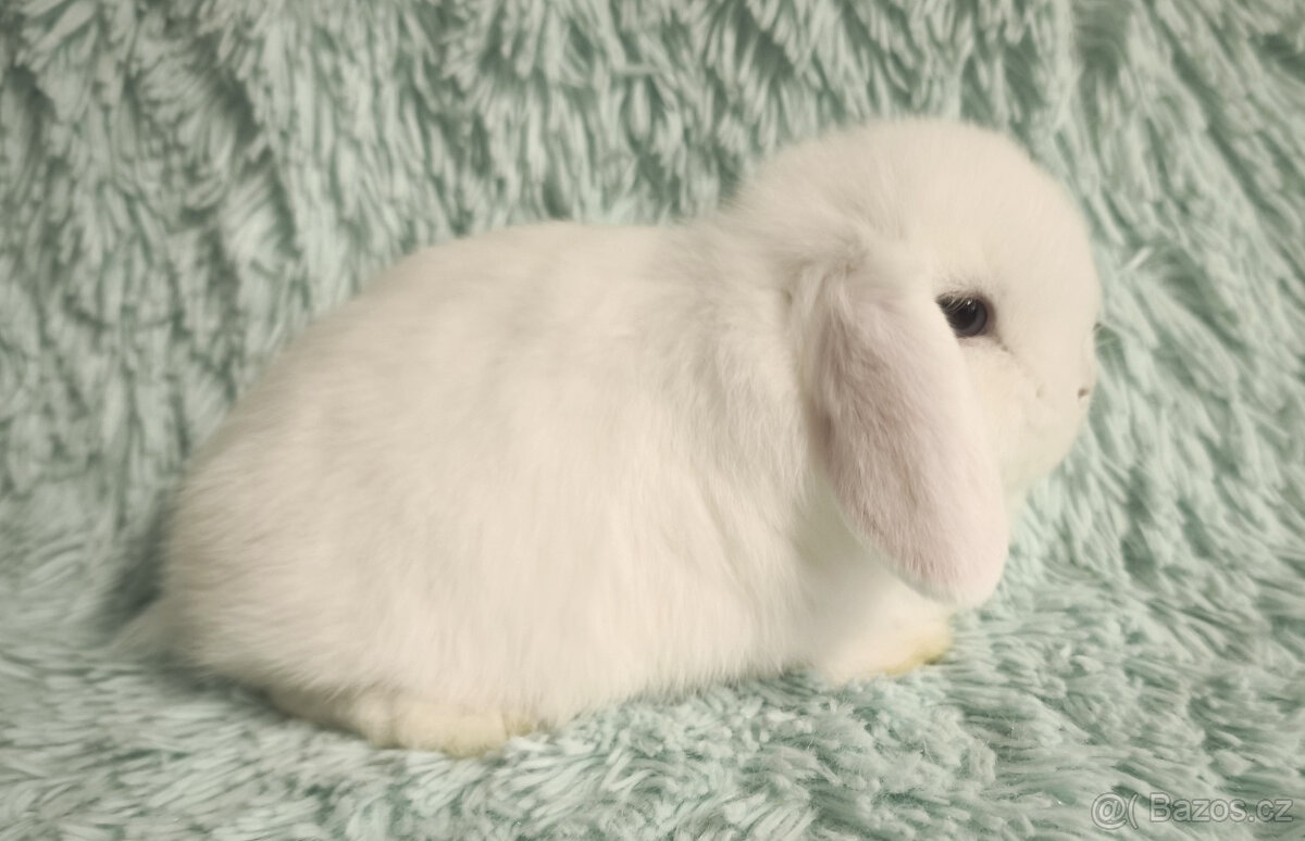 ⭐️ Zakrslý beránek ⭐️ 🍀 S4 🍀 - 3