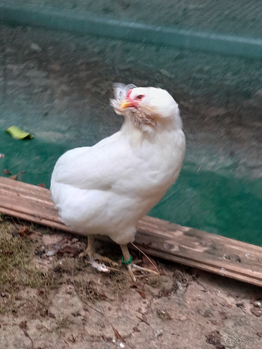 Araukana modrá bezocasá NV - 3