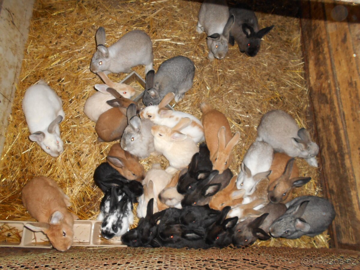 Prodám mladé králíky - 3