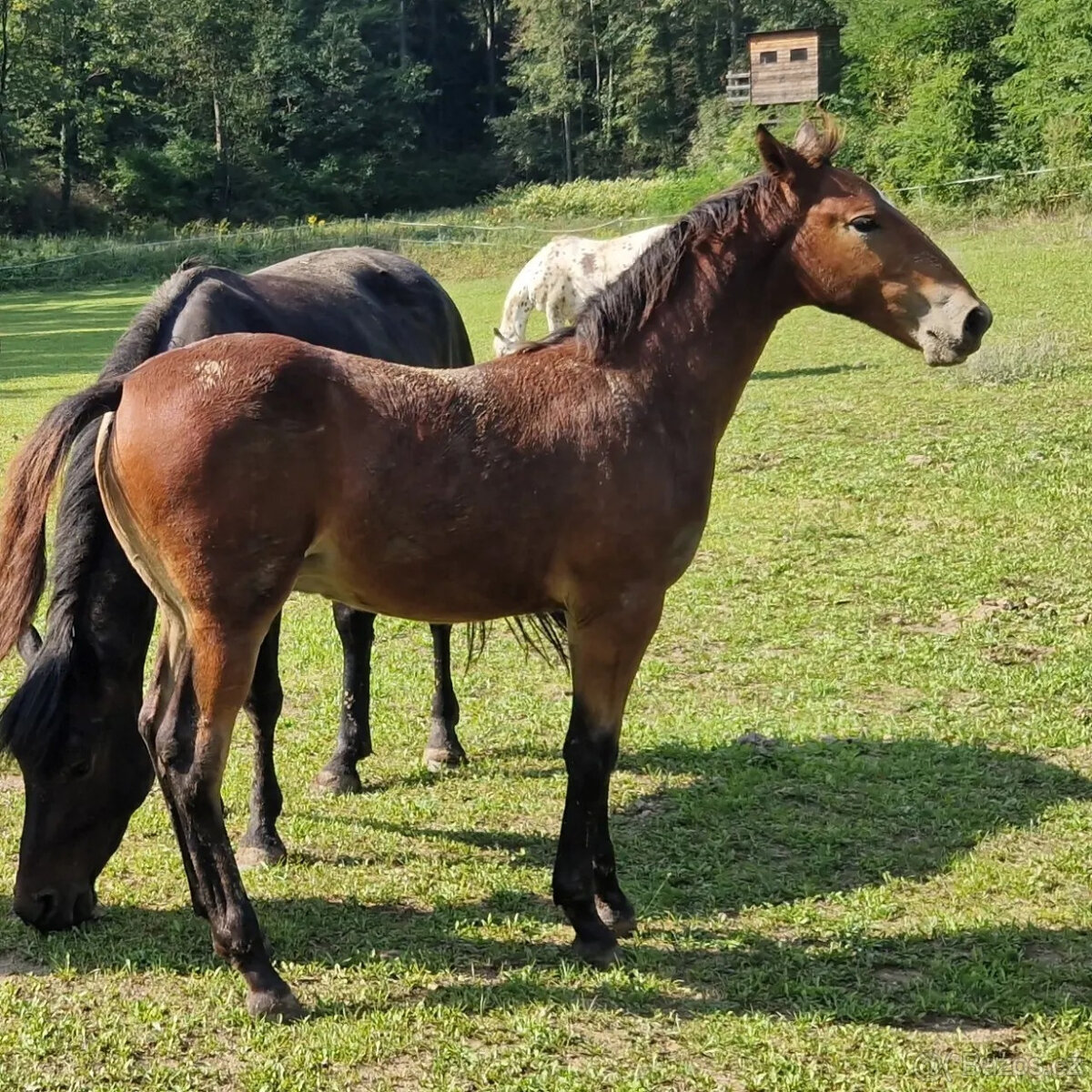 Hřebec original Knabstrupper - 3