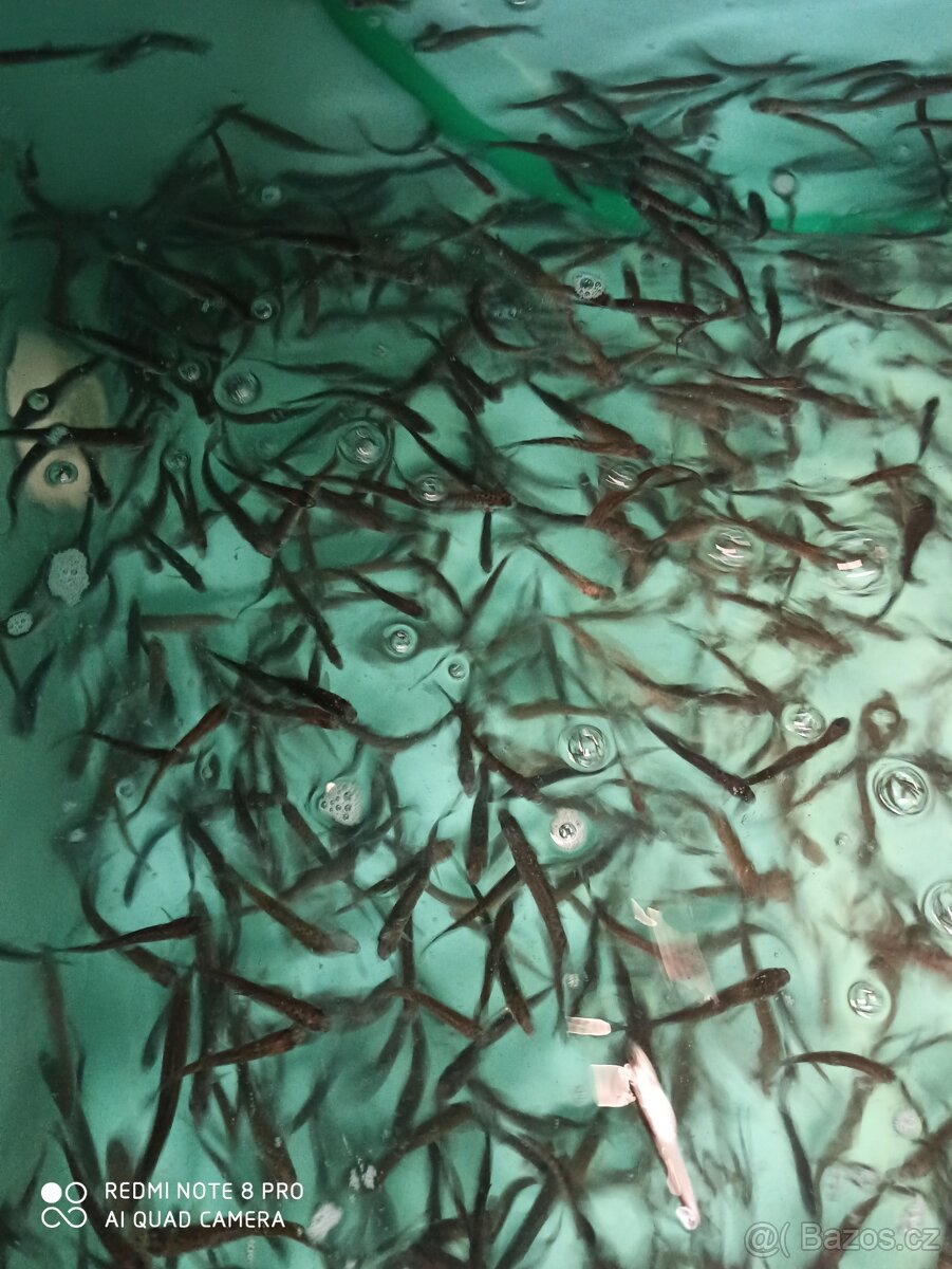 Ryby z jarního výlovu - 3