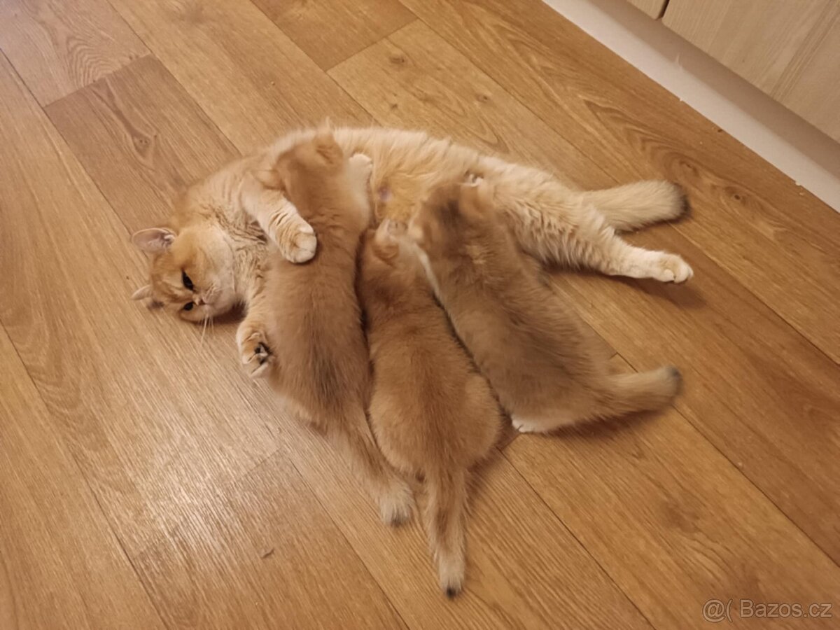 Shaded britská koťátka s PP - 3