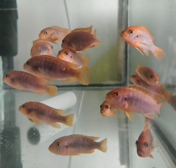 Prodám tlamovce z jezera Malawi - 3