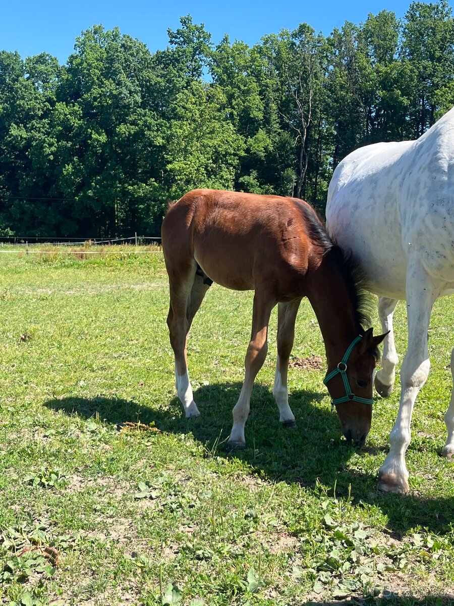 Hřebeček Zangersheide 2025 - 3