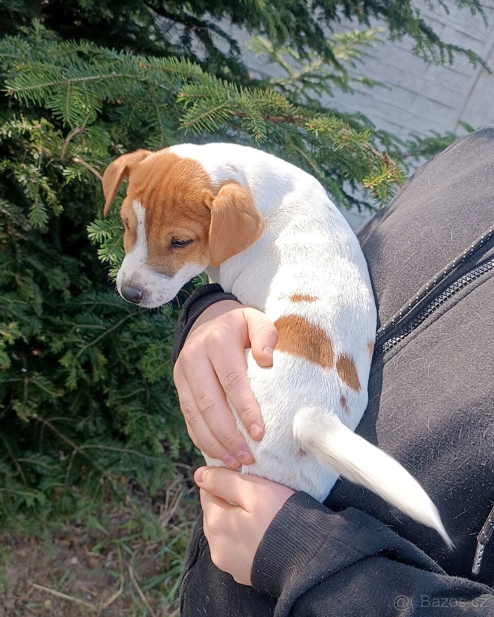 Jack Russell teriér s PP - 3