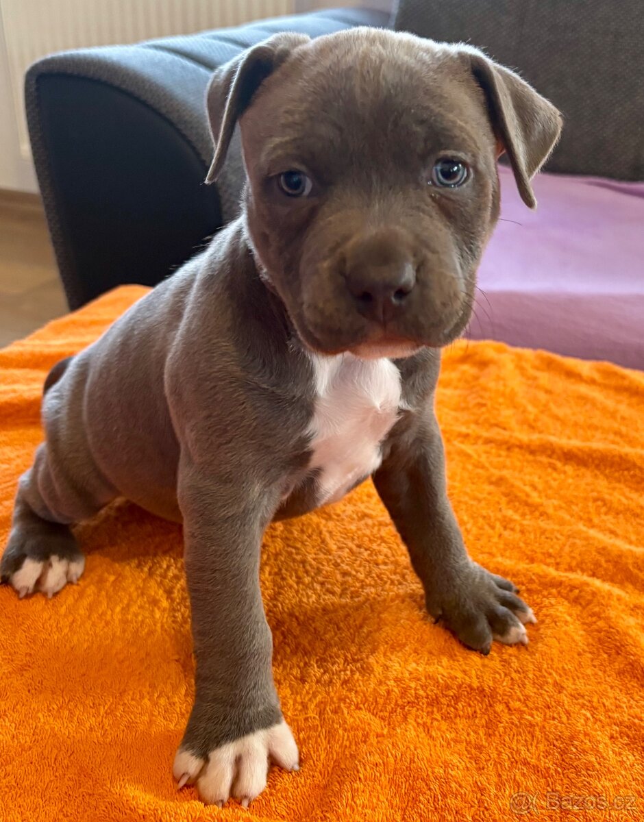 Americký Stafordširský Teriér - 3