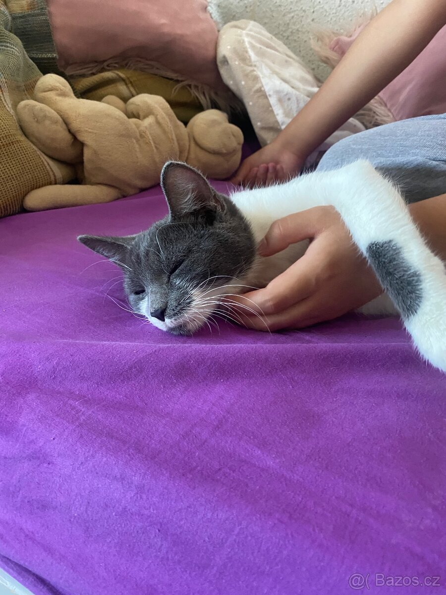 Darujem milou kočku i s výbavou - 3