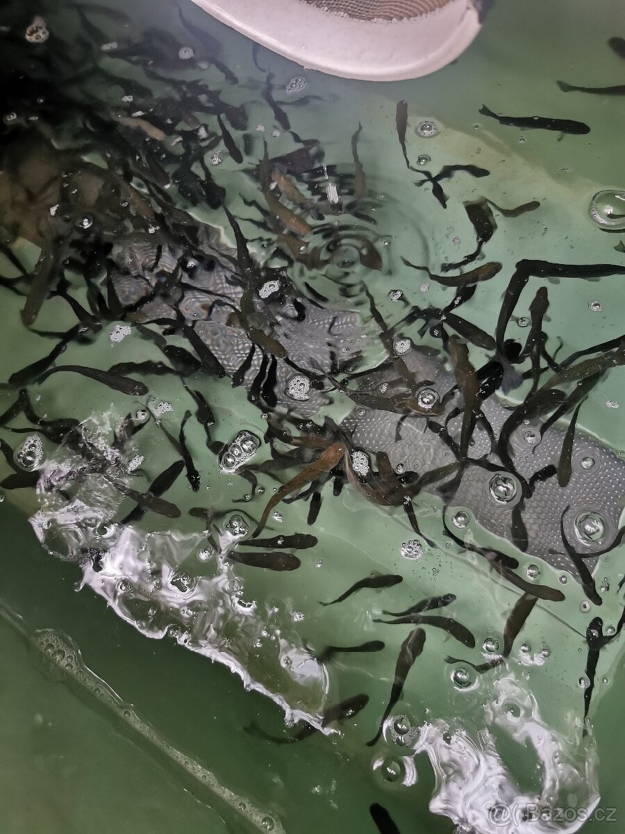 Nasada pstruha duhového a jesetera sibiřského. - 3