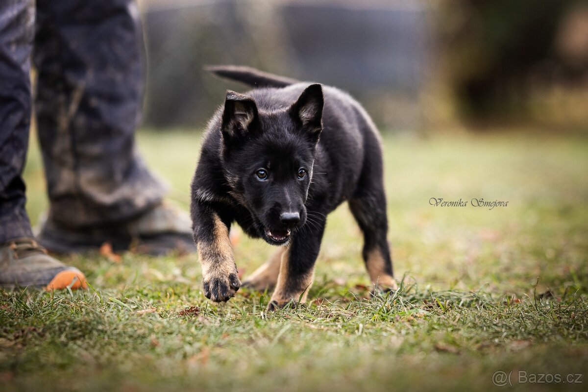 Německý ovčák- štěně s PP - 3