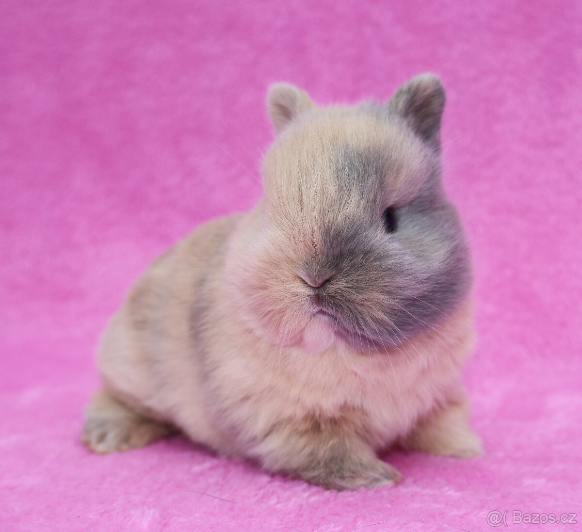 Zakrslý krátkouchý králíček . Samička . - 3