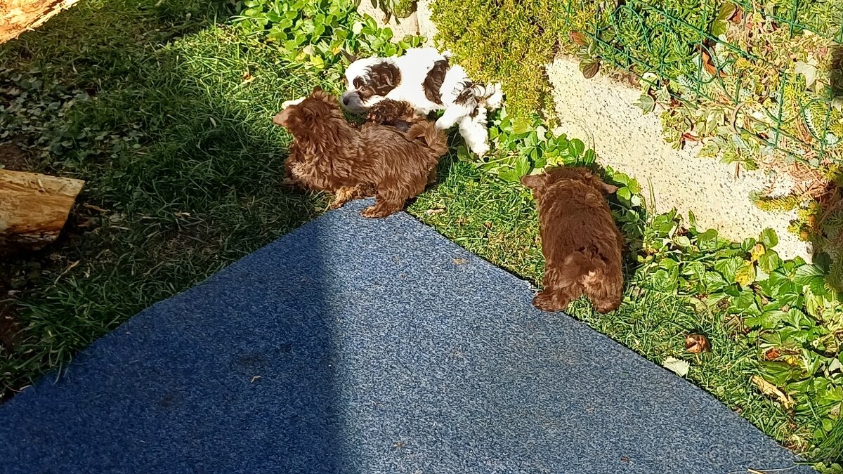 Štěňata Yorkchir - 3