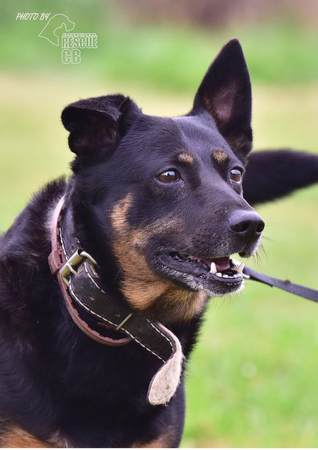 Darujeme nalezeného křížence - 3