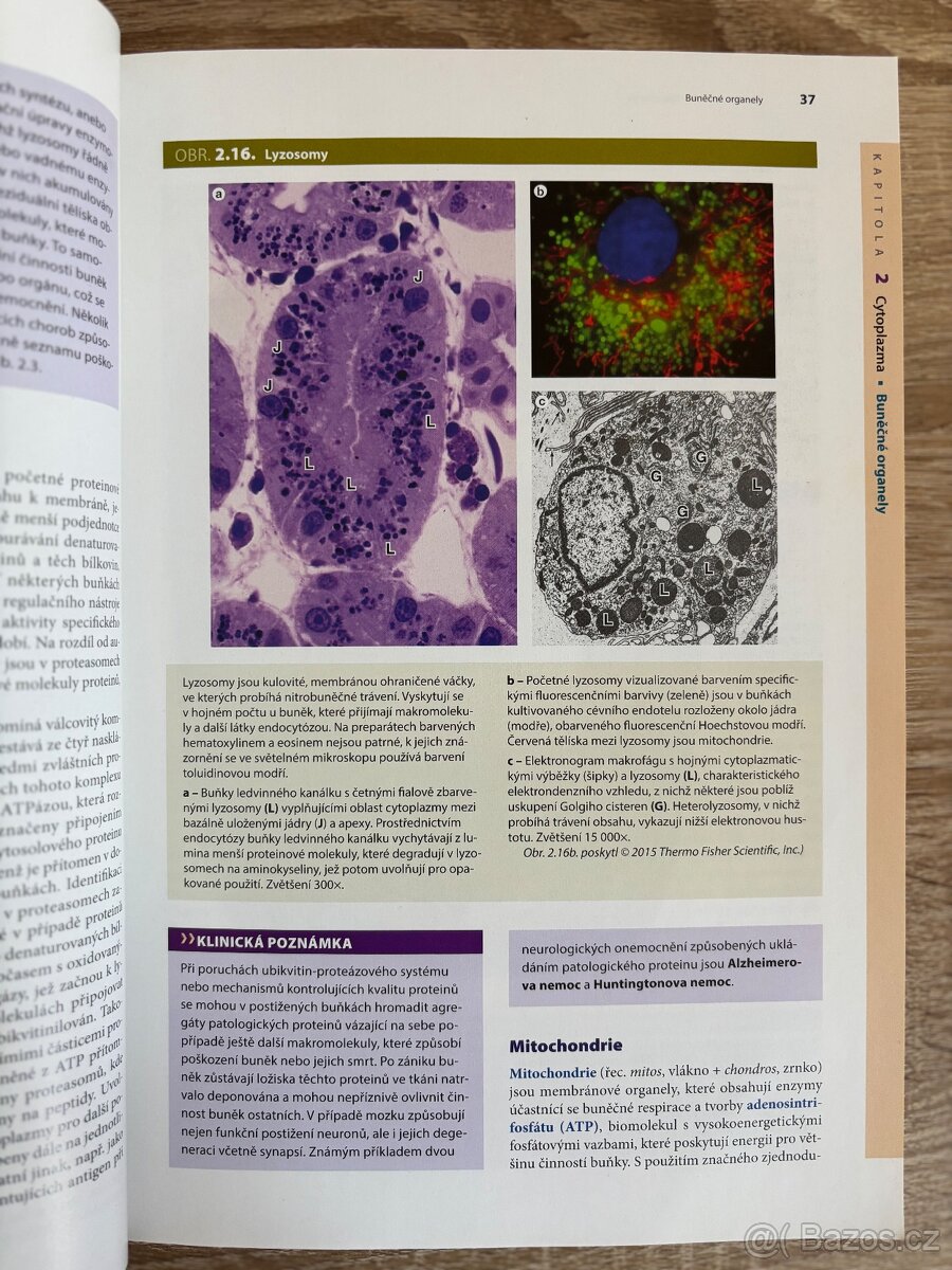 Junqueirovy základy histologie - 3